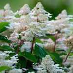 Hydrangea paniculata 'Early Harry'® -