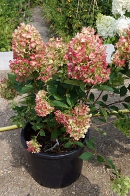 Hydrangea paniculata Graffiti