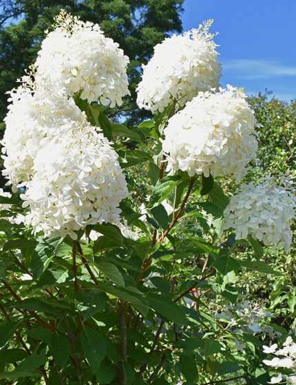 Hydrangea paniculata 'Grandiflora' - Fehér