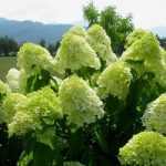 Hydrangea paniculata 'Greenlight'® -
