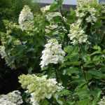 Hydrangea paniculata 'Kyushu' - Kyushu' bugás hortenzia