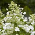 Hydrangea paniculata 'Levana'® -