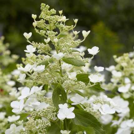 Hydrangea paniculata 'Levana'® -