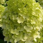 Hydrangea paniculata Limelight 3 literes cserépben