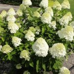 Hydrangea paniculata Little Lime