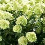 Hydrangea paniculata 'Little Lime'® - Halvány zöld kúpvirágú bugás hortenzia
