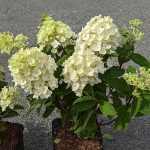Hydrangea paniculata 'Little Spooky'® -