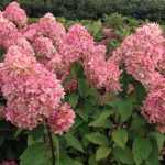 Hydrangea paniculata 'Magical Candle'® - Zöldesfehér
