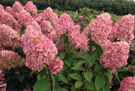 Hydrangea paniculata 'Magical Candle'® - Zöldesfehér