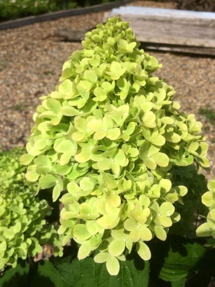 Hydrangea paniculata Mojito