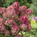 Hydrangea paniculata 'Petit Flori'® - Törpe bugás hortenzia