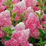 Hydrangea paniculata 'Pink Lady' -