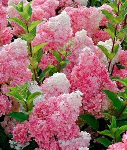 Hydrangea paniculata 'Pink Lady' -