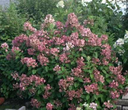 Hydrangea paniculata 'Pink Queen' -