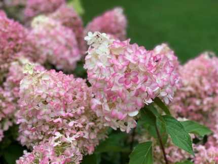 Hydrangea paniculata 'Pinkachu'® -