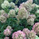 Hydrangea paniculata 'Pinklight'® -