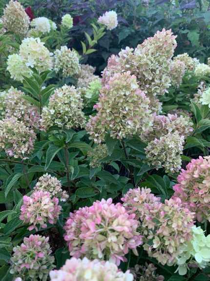 Hydrangea paniculata 'Pinklight'® -