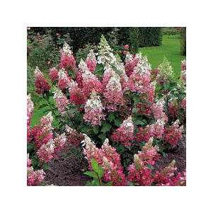 Hydrangea paniculata 'Pinky Winky'® - Rózsaszín