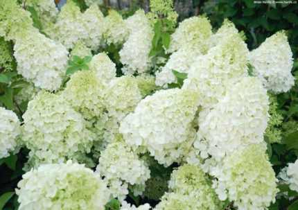 Hydrangea paniculata 'Polar Bear'® - Fehér