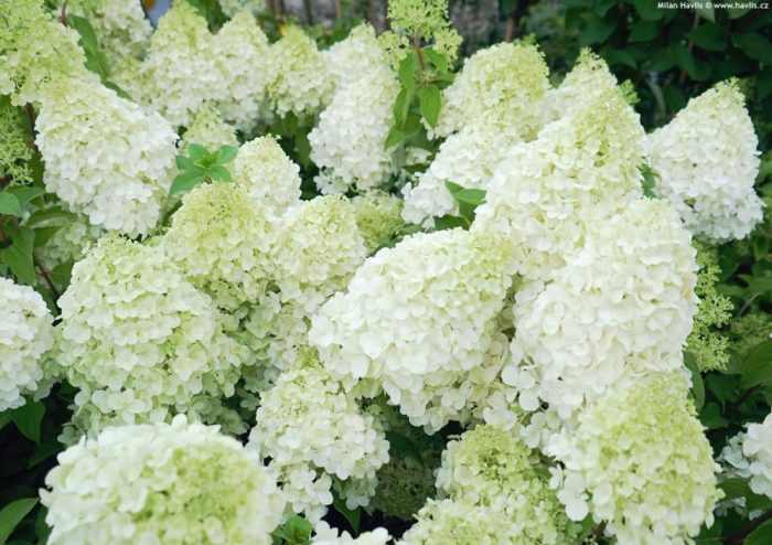Hydrangea paniculata 'Polar Bear'® - Fehér