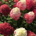Hydrangea paniculata 'Redlight'® -