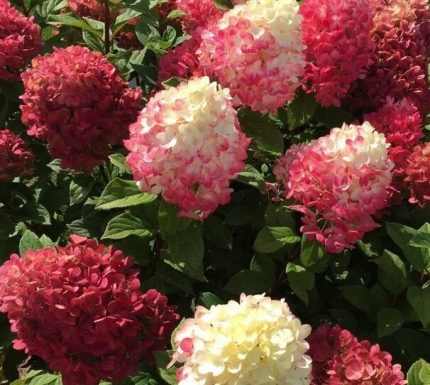 Hydrangea paniculata 'Redlight'® -