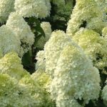 Hydrangea paniculata Silver Dollar