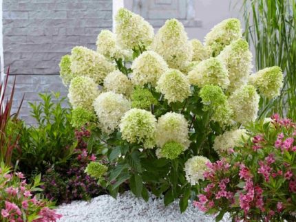 Hydrangea paniculata Skyfall