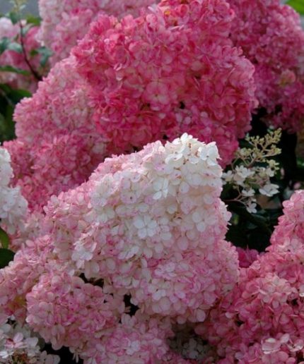 Hydrangea paniculata Sundae Fraise