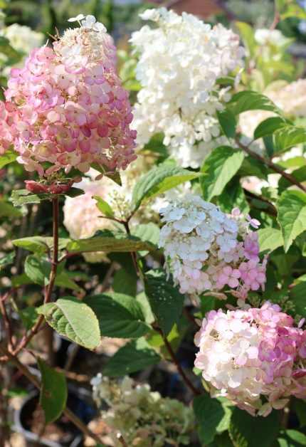 Hydrangea paniculata 'Tardiva' - Babarózsaszín-piros laza virágú bugás hortenzia