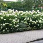 Hydrangea paniculata 'Unique' - Fehér