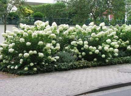 Hydrangea paniculata 'Unique' - Fehér