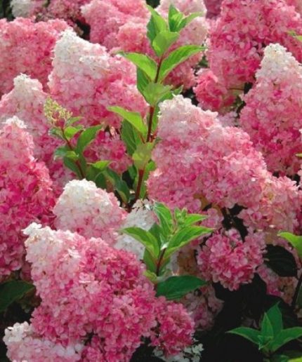 Hydrangea paniculata Vanille Fraise