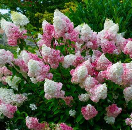 Hydrangea paniculata 'Vanille Fraise'® - Krémfehér