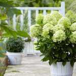 Hydrangea paniculata 'Whitelight'® -