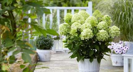 Hydrangea paniculata 'Whitelight'® -