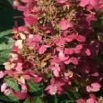 Hydrangea paniculata 'Wim's Red' ® - Bordós virágú bugás hortenzia