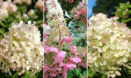 Hydrangea paniculata 'XS Light'® -