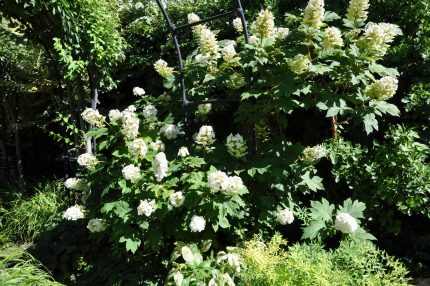 Hydrangea quercifolia 'Alice' -