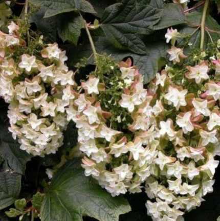 Hydrangea quercifolia 'Black Porch' -