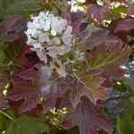 Hydrangea quercifolia 'Burgundy' -
