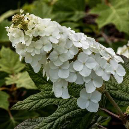 Hydrangea quercifolia 'Harmony' -
