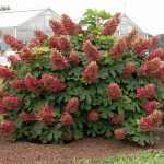 Hydrangea quercifolia 'Ruby Slippers'® -