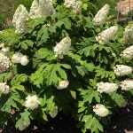 Hydrangea quercifolia 'Snow Giant' - Tölgylevelű