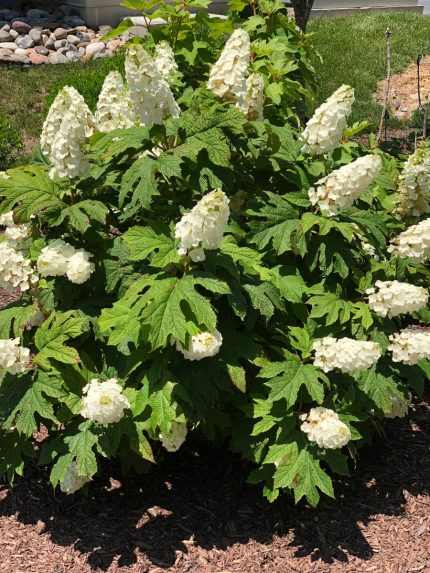 Hydrangea quercifolia 'Snow Giant' - Tölgylevelű