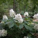 Hydrangea quercifolia 'Snow Queen'® - Tölgy levelű