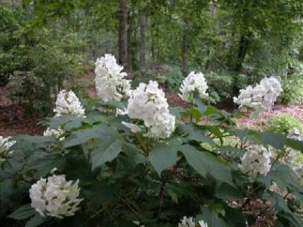 Hydrangea quercifolia 'Snow Queen'® - Tölgy levelű