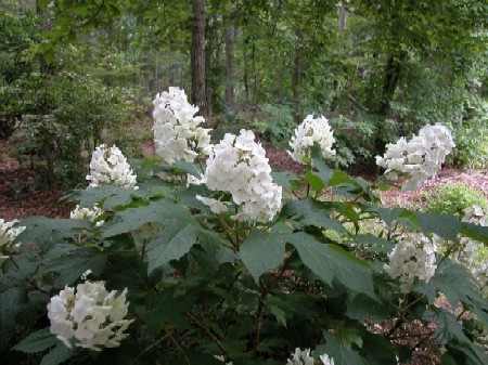 Hydrangea quercifolia 'Snow Queen'® - Tölgy levelű