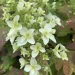 Hydrangea quercifolia 'Snowflake' -