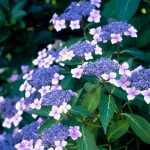 Hydrangea serrata 'Blue Deckle' - Kékvirágú